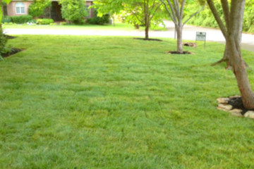 Lawn Care and Landscapes